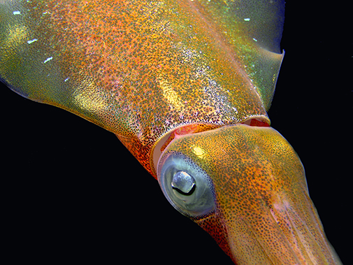 Make a Squid Print