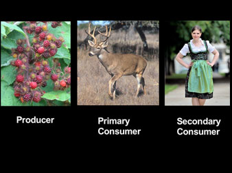 The Ecological Cost of Dinner