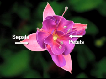 Pollination: Saying It with Flowers
