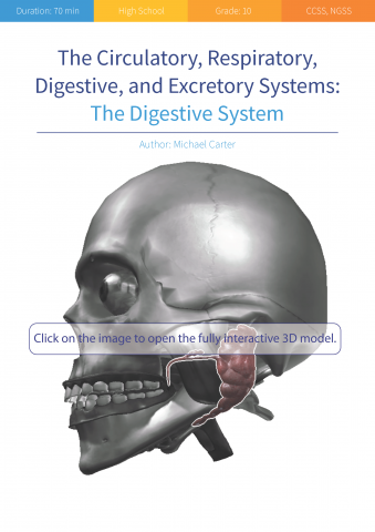 The Digestive System
