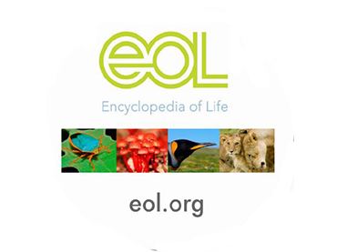 Practice classifying organisms