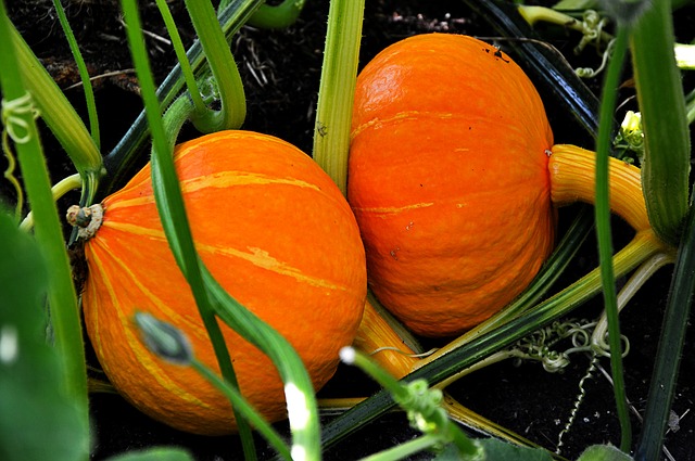 Going, Going Gone Pumpkins: Exploring the Life Cycle of a Pumpkin - Project-Based Learning