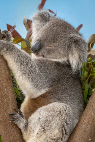 Different Animals and How and When They Sleep or Hibernate